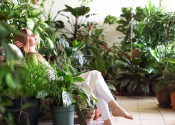 The best plants for your office